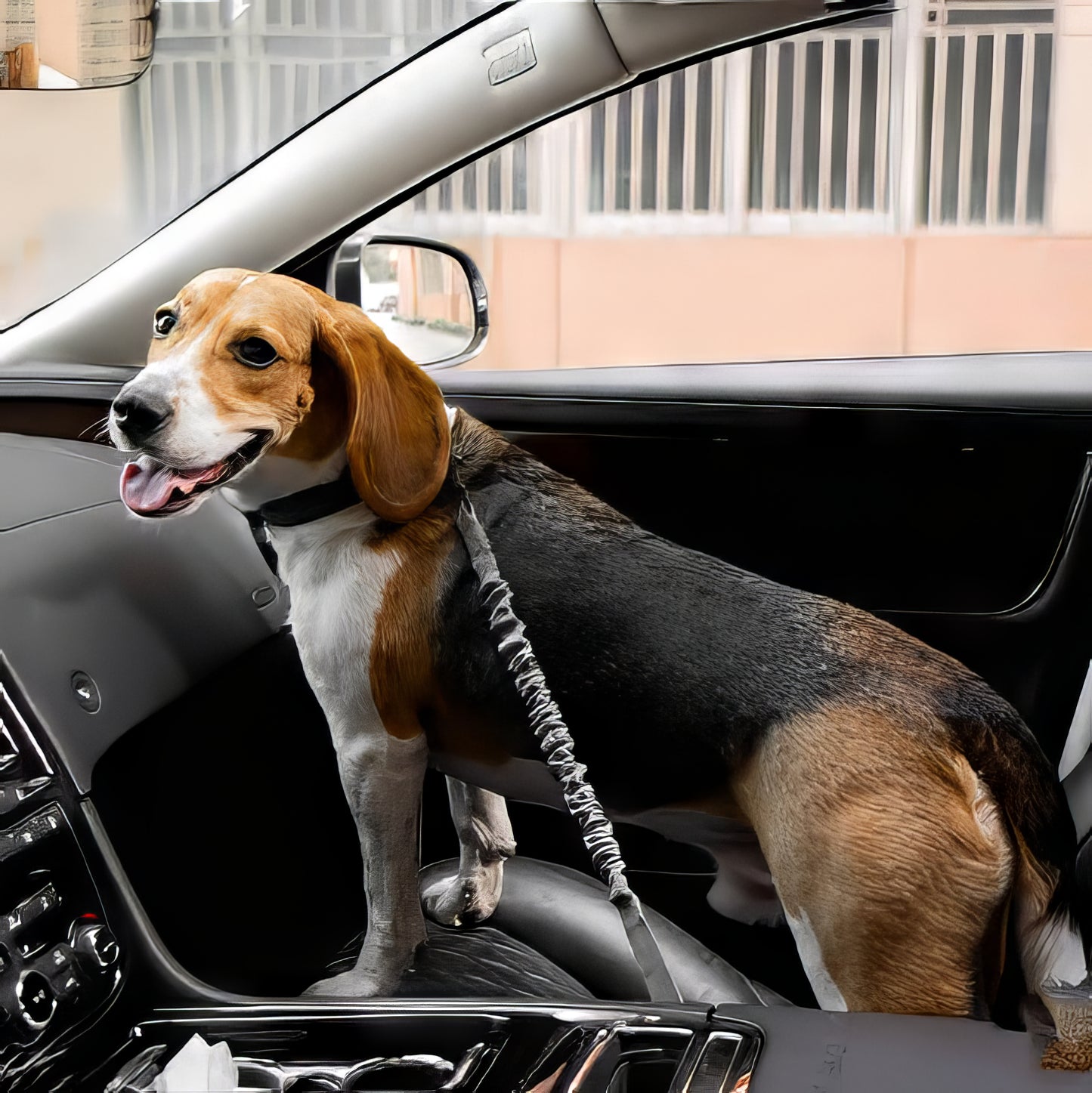 Cintura di sicurezza elastica per cani Anti-Colpo di Frusta